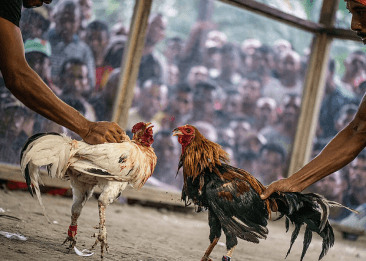 bj66-3col-cards-sec-img1