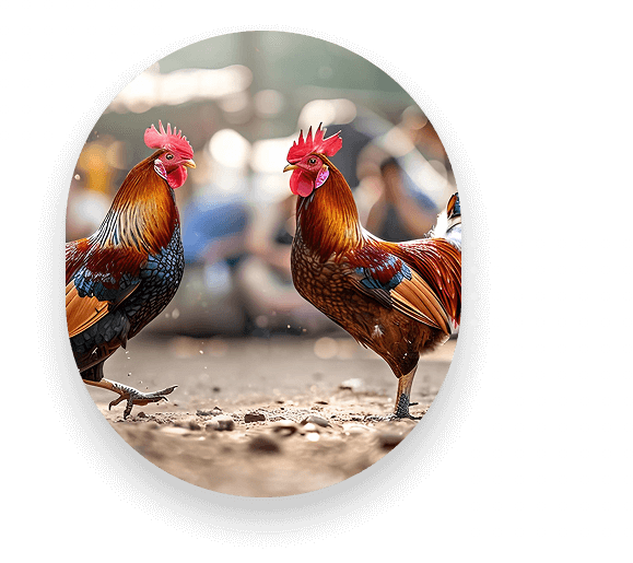 bj66-home-banner-img